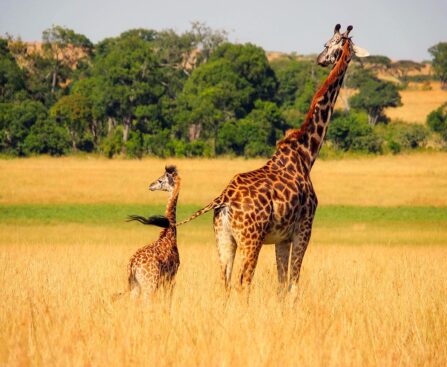 Afrika Kreuzfahrt