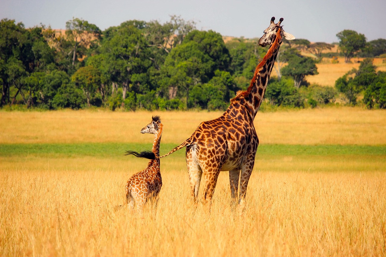 Afrika Kreuzfahrt